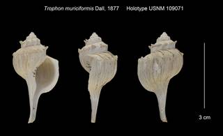 To NMNH Extant Collection (Trophon muriciformis Holotype USNM 109071)