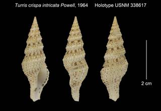 To NMNH Extant Collection (Turris crispa intricata Holotype USNM 338617)
