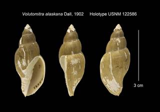 To NMNH Extant Collection (Volutomitra alaskana Holotype USNM 122586)