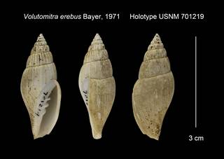 To NMNH Extant Collection (Volutomitra erebus Holotype USNM 701219)