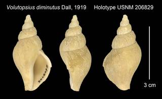 To NMNH Extant Collection (Volutopsius diminutus Holotype USNM 206829)