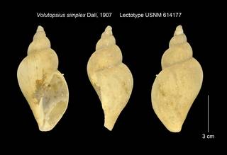 To NMNH Extant Collection (Volutopsius simplex Lectotype USNM 614177)