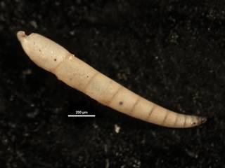 To NMNH Paleobiology Collection (Ellipsonodosaria dentaliniformis CC21438 side)