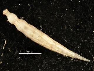 To NMNH Paleobiology Collection (Ellipsonodosaria jabacoensis CC23933)