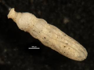 To NMNH Paleobiology Collection (Ellipsonodosaria modesta prolata CC24062)