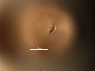 To NMNH Paleobiology Collection (Ellipsopleurostomella stewarti CC36051 ap)