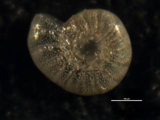 To NMNH Paleobiology Collection (Elphidium ellisi USNM 548855)