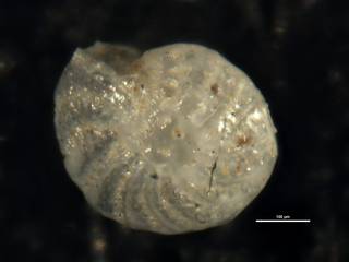 To NMNH Paleobiology Collection (Elphidium formosum USNM 624226)