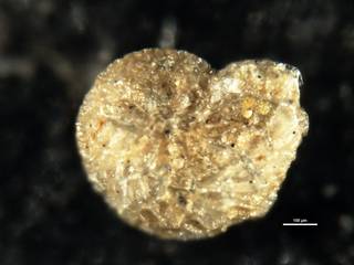 To NMNH Paleobiology Collection (Elphidium howchini CC 23539)