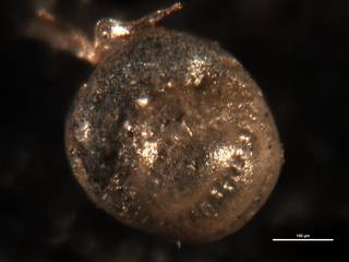 To NMNH Paleobiology Collection (Elphidium subsphaericum CC 14012 ap)