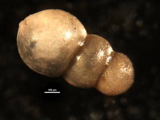 To NMNH Paleobiology Collection (Nodosarella coalingensis CC10040 spec b)
