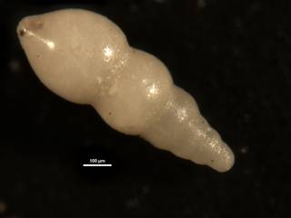 To NMNH Paleobiology Collection (Nodosarella constricta CC23412)