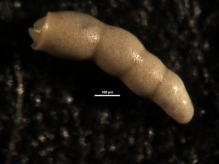 To NMNH Paleobiology Collection (Nodosarella irregularis 626461)