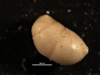 To NMNH Paleobiology Collection (Nodosarella reflecta CC43791)