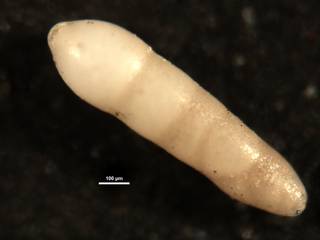 To NMNH Paleobiology Collection (Nodosarella robusta CC39635)
