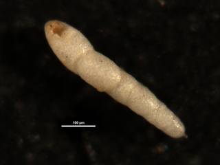 To NMNH Paleobiology Collection (Nodosarella subcylindrica CC39634)