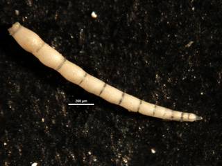 To NMNH Paleobiology Collection (Nodosaria cocoaensis 353682)