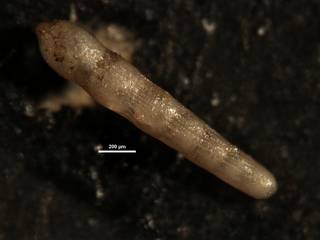 To NMNH Paleobiology Collection (Nodosaria fontannesi velascoensis CC5178)
