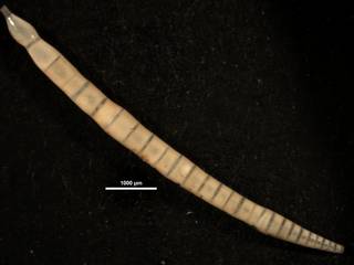 To NMNH Paleobiology Collection (Nodosaria japonica USNM8544)
