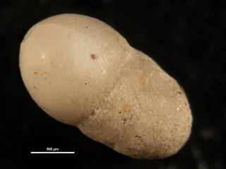 To NMNH Paleobiology Collection (Pinaria heterosculpta CC23939)