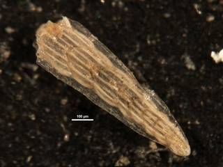 To NMNH Paleobiology Collection (Plectofrondicularia alazanensis 369301)
