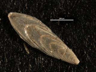 To NMNH Paleobiology Collection (Plectofrondicularia basi-spinata CC22243)