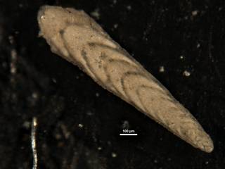 To NMNH Paleobiology Collection (Plectofrondicularia cookei 371679)