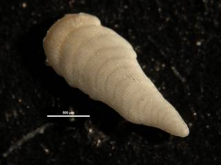 To NMNH Paleobiology Collection (Plectofrondicularia herrerae CC23936)