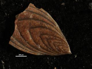 To NMNH Paleobiology Collection (Plectofrondicularia jarvisi CC14100)