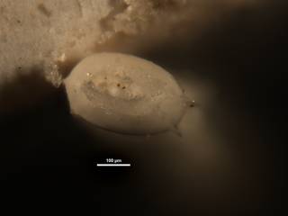 To NMNH Paleobiology Collection (Plectofrondicularia lirata CC23935 ap)