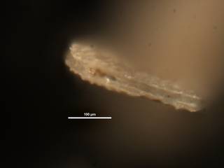 To NMNH Paleobiology Collection (Plectofrondicularia longistriata cc38153 ap)
