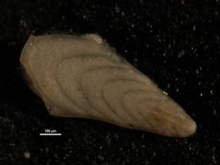 To NMNH Paleobiology Collection (Plectofrondicularia miocenica CC5701)
