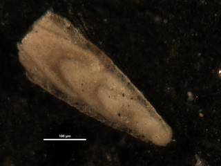 To NMNH Paleobiology Collection (Plectofrondicularia morreyae CC12222)