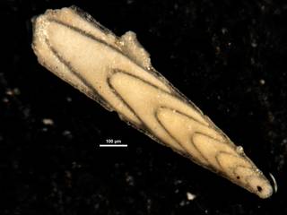 To NMNH Paleobiology Collection (Plectofrondicularia morreyae exigua CC43605)