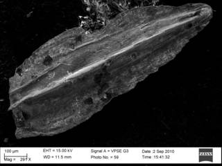 To NMNH Paleobiology Collection (Plectofrondicularia nuttalli acuta  CC43614 Sec)