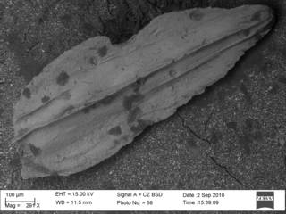 To NMNH Paleobiology Collection (Plectofrondicularia nuttalli acuta  CC43614 bs)