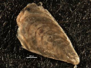 To NMNH Paleobiology Collection (Plectofrondicularia packardi CC10143)