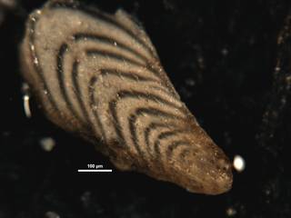 To NMNH Paleobiology Collection (Plectofrondicularia packardi multilineata CC38569)