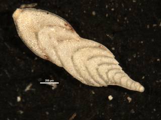 To NMNH Paleobiology Collection (Plectofrondicularia palmerae CC23316)