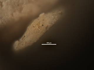 To NMNH Paleobiology Collection (Plectofrondicularia palmerae CC23316 ap)