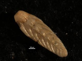 To NMNH Paleobiology Collection (Plectofrondicularia peruviana CC48902)