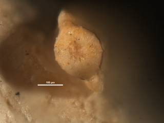 To NMNH Paleobiology Collection (Plectofrondicularia peruviana CC48902 ap)