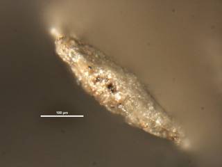 To NMNH Paleobiology Collection (Plectofrondicularia searsi CC48756 ap)