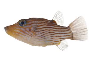 To NMNH Extant Collection (Canthigaster criobe USNM 400521 photograph lateral view)