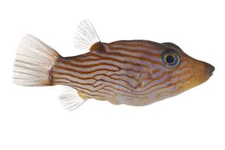 To NMNH Extant Collection (Canthigaster criobe USNM 400521 photograph lateral view)