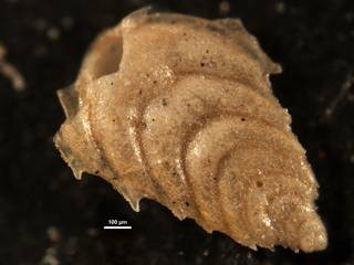 To NMNH Paleobiology Collection (Plectofrondicularia spinifera CC10086)