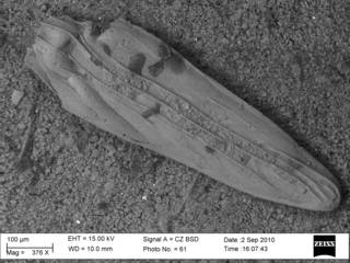 To NMNH Paleobiology Collection (Plectofrondicularia trilineata 369299 bs)