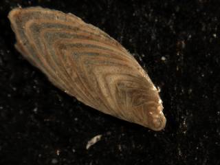To NMNH Paleobiology Collection (Plectofrondicularia virginiana Cc45306)