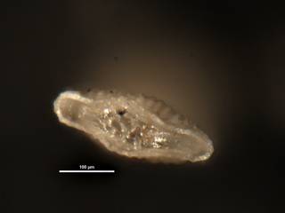 To NMNH Paleobiology Collection (Plectofrondicularia whitei CC38961 ap)