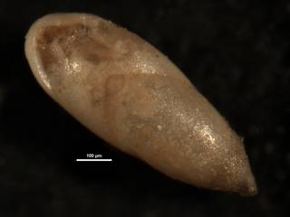 To NMNH Paleobiology Collection (Pleurostomella alazanensis CC4330)